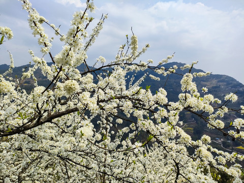 李花