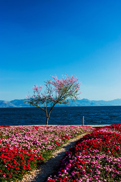 云南澄江国家湿地公园花田