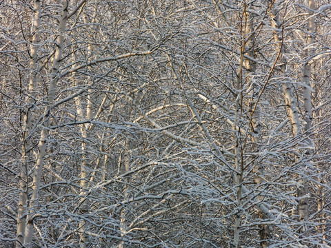 树林树枝挂雪