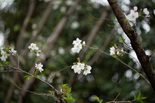 樱花盛开