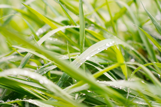 雨露