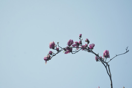 仰拍玉兰花枝