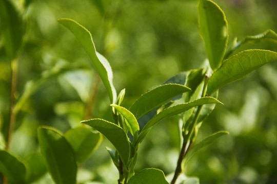 茶树枝叶