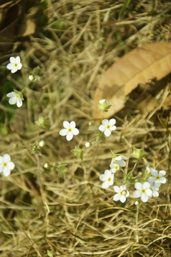 清新可爱白色小花