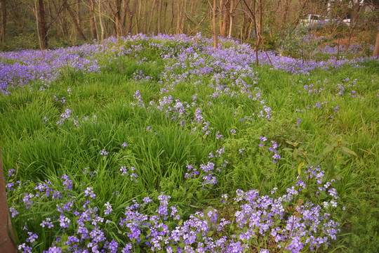 紫花绿草从