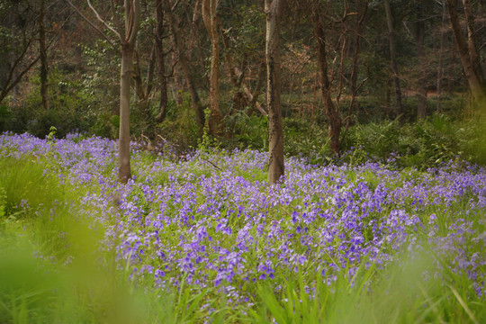 树林紫色花丛