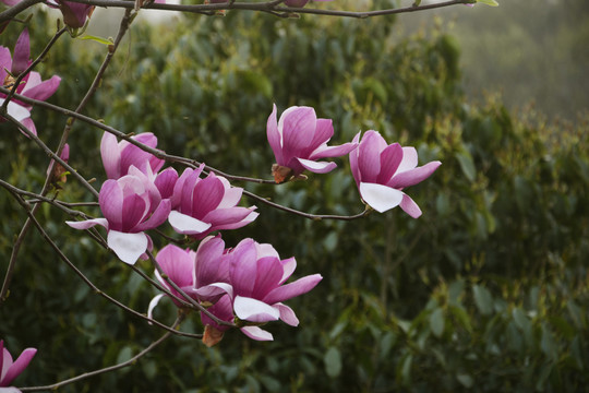 玉兰花枝