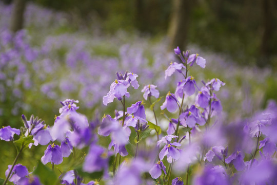 紫花丛