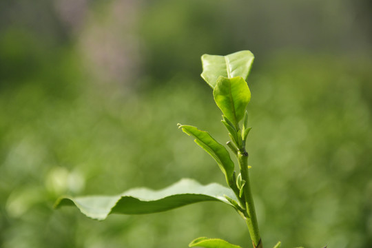 茶树绿叶