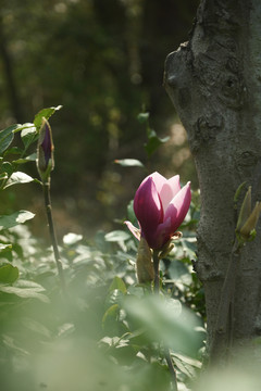 玉兰花开