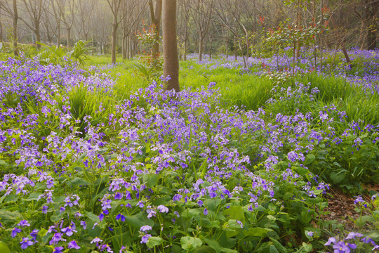 林间紫色花丛