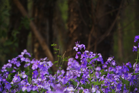 树林小紫花丛