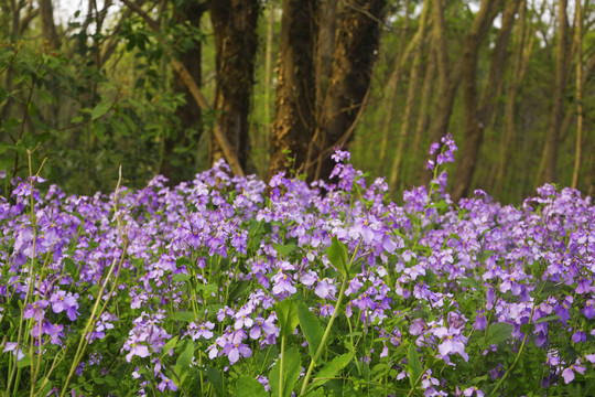 树林与紫花丛