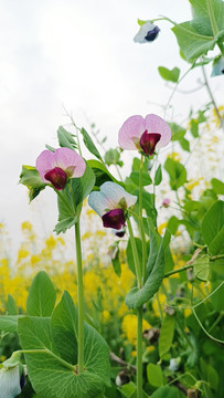 豌豆花