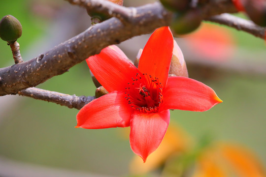 木棉花