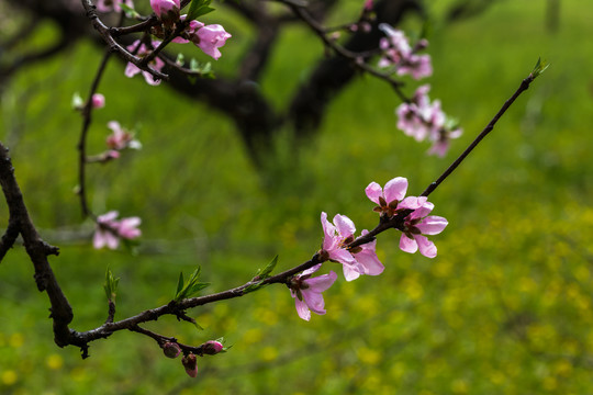 桃花