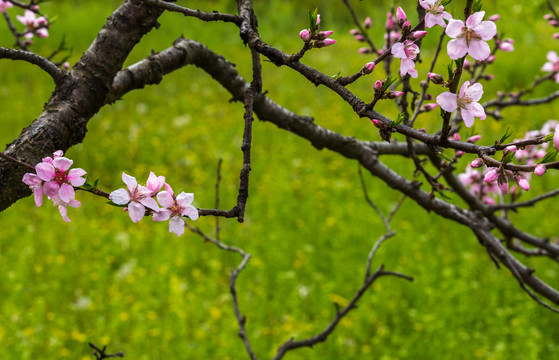 桃花