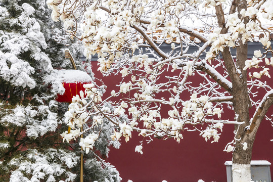 北京城市红墙雪景