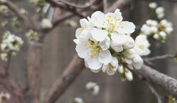 白花