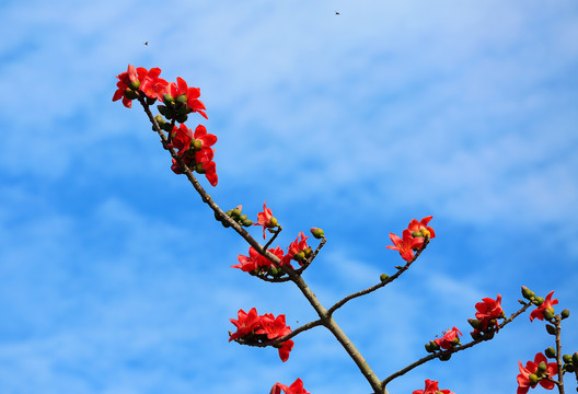 木棉花