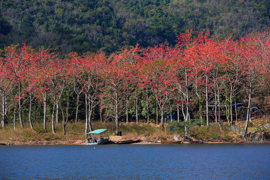 昌化江木棉