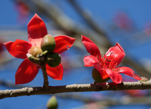 木棉花