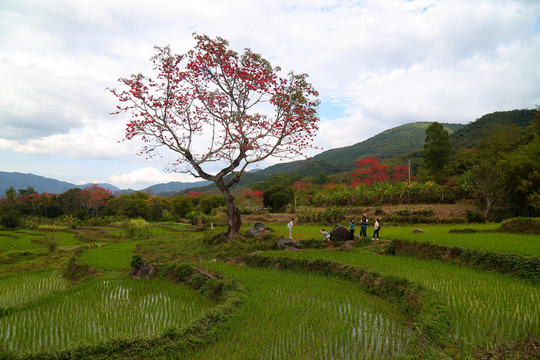 木棉和稻田