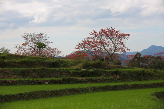 木棉树和稻田