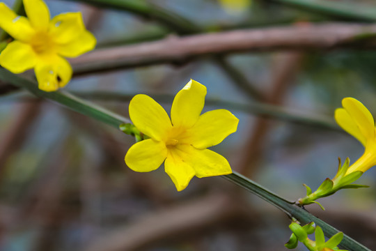 迎春花