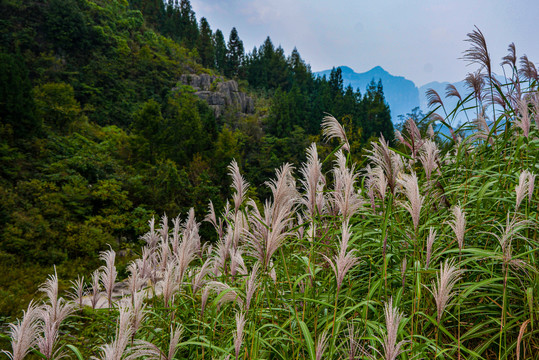 荻草