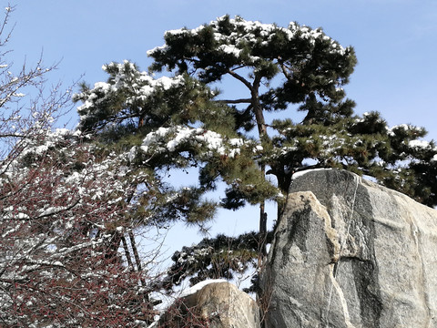 大雪压青松