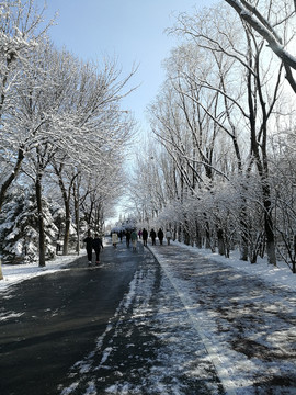 雪后奥森公园