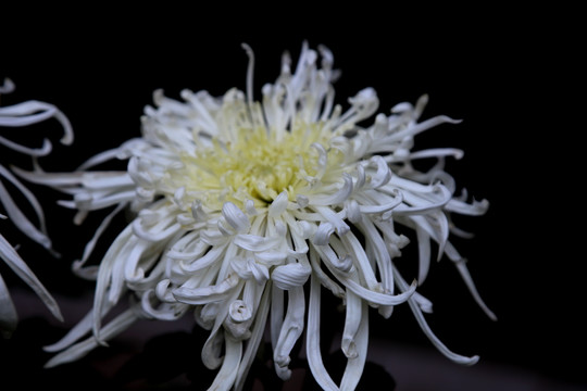 白色黄芯菊花