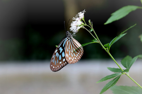 蝶恋花照片