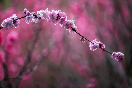 一枝盛开的粉色碧桃