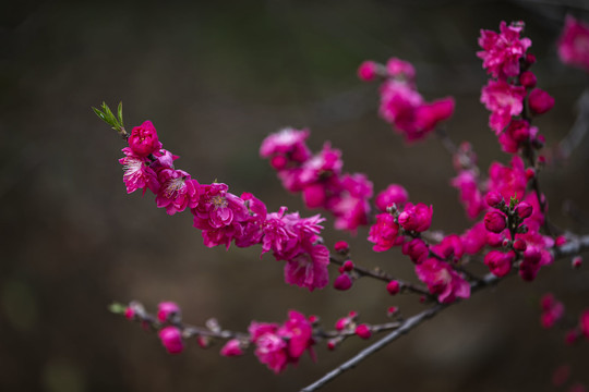 盛开的红花绿叶碧桃