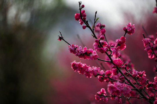 透亮光影红色桃花