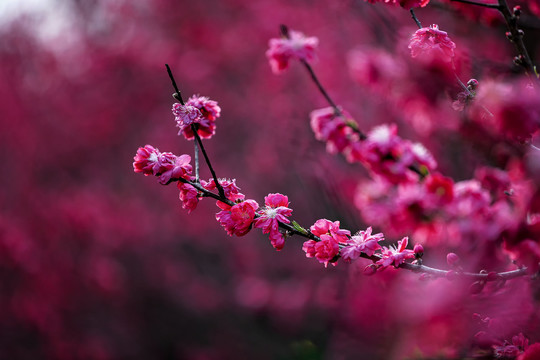 盛开的红色碧桃花