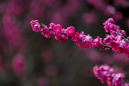 盛开的重瓣红色桃花