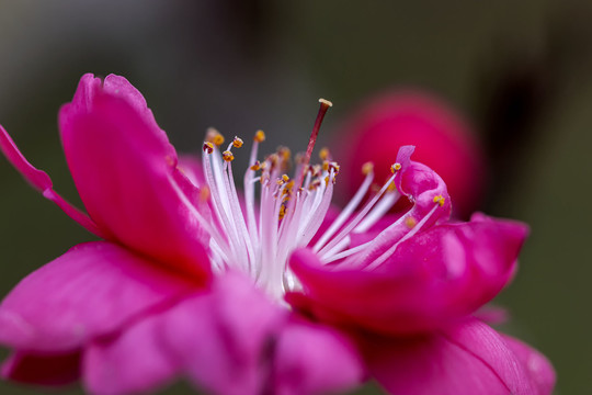 特写红色桃花