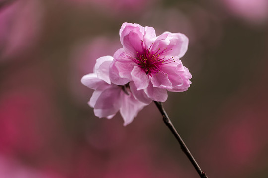 一枝两朵粉色桃花