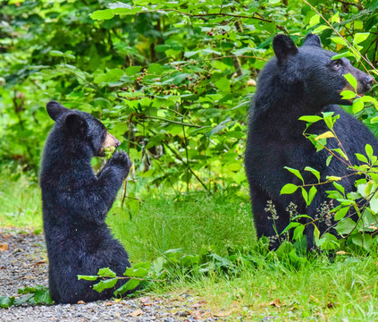 黑熊和棕熊