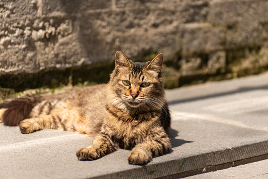 狸花猫看镜头晒太阳