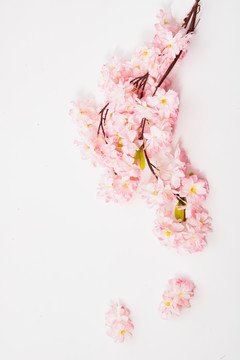 樱花花朵平铺白背景抠图素材