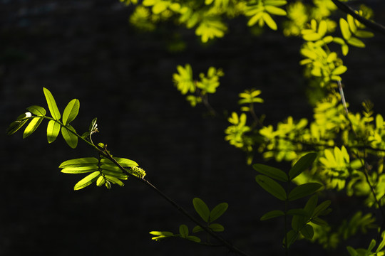 春天户外绿色植物阳光下的树叶