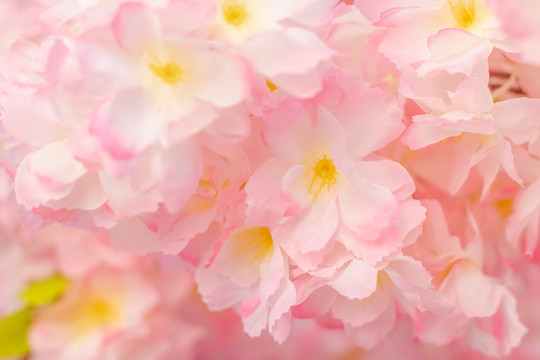 春天粉色樱花花朵背景
