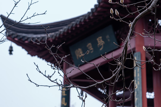 春天梅花山梅花林粉色唯美背景