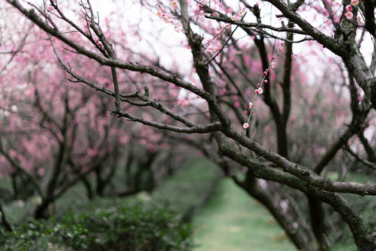 春天粉色梅花林树林花开