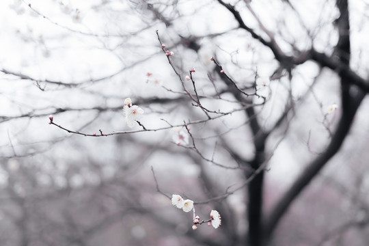 春天粉色梅花林树林花开