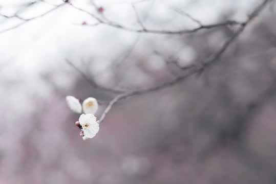 春天粉色梅花林树林花开